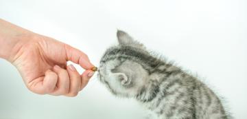Могат ли пробиотиците да помогнат при храносмилателни проблеми на котките