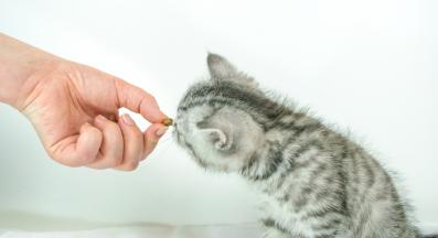 котка приама лекарства