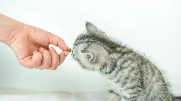 Могат ли пробиотиците да помогнат при храносмилателни проблеми на котките