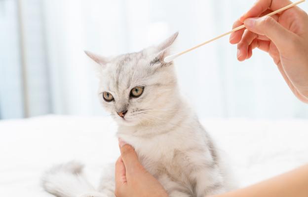почистване на уши на котка