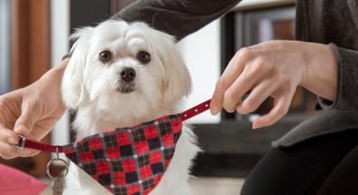 куче ид таг