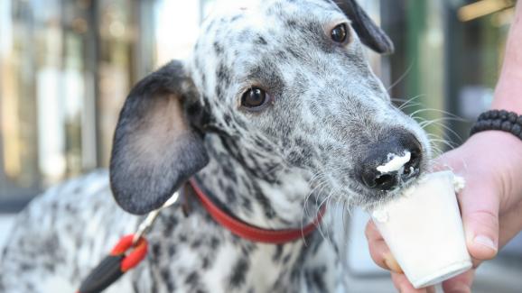 Можем ли да почерпим кучето си с гръцки йогурт?