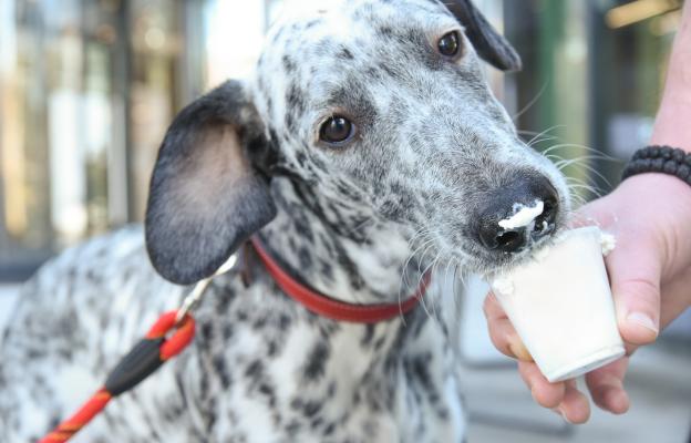 куче йогурт