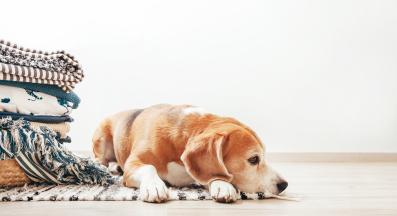 Как кучето ни показва, че е тъжно
