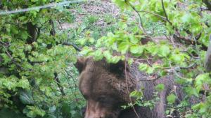 Паркът за мечки край Белица се сбогува с мечока Чарли