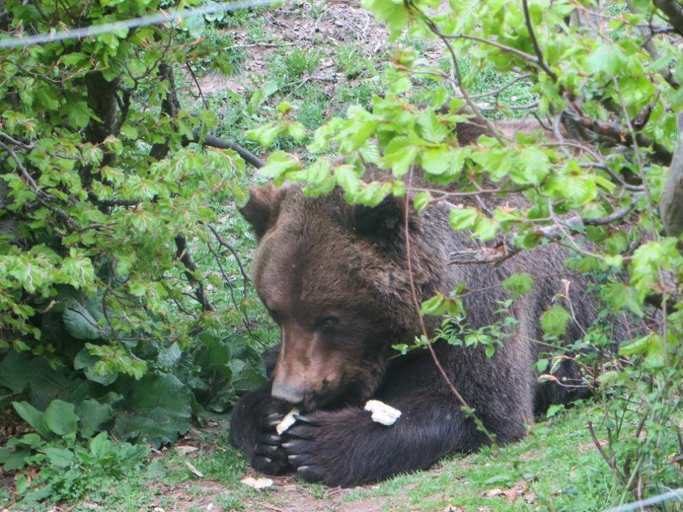 Паркът за мечки край Белица се сбогува с мечока Чарли.