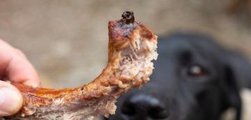 Безопасни ли са агнешките кости за кучетата?