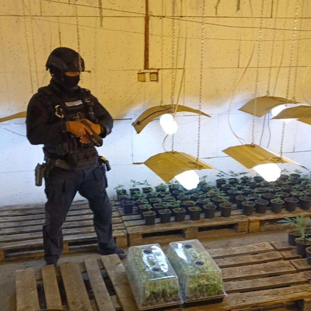Разкриха голяма наркооранжерия след спецоперация в Радомирско, съобщиха от полицията.