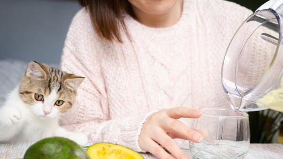 Могат ли котките да ядат авокадо?