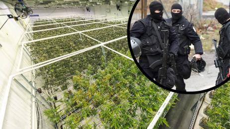 наркооранжерия