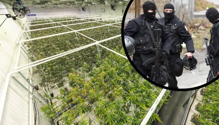 наркооранжерия - Удариха бивша мандра, превърната в огромна наркооранжерия!