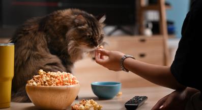 Могат ли котките да ядат пуканки?