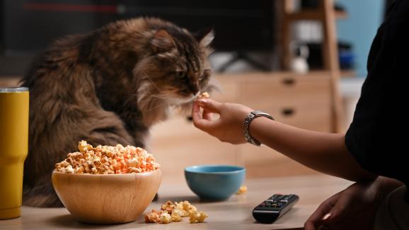 Могат ли котките да ядат пуканки?