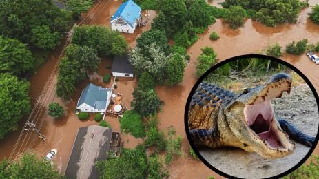 ДЖУРАСИК ПАРК: Алигатори нападнаха град след наводнение! (ВИДЕО И СНИМКИ)