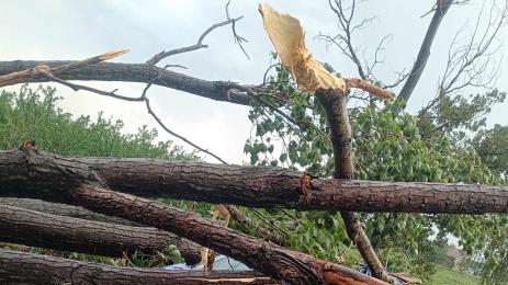 кола