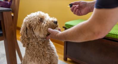 куче витамини