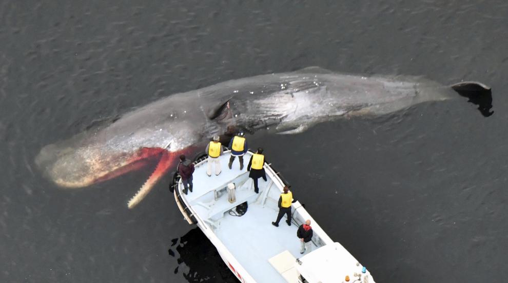 Откриха заклещен 13-метров мъртъв кит на носа на круизен кораб
