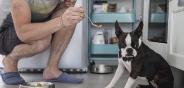 Как да се справим с куче, което е придирчиво към храната си