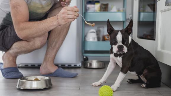 Как да се справим с куче, което е придирчиво към храната си