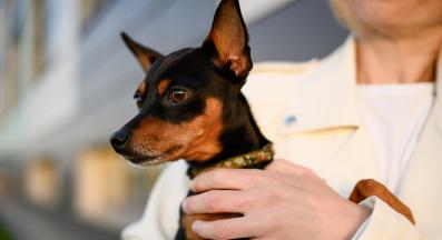 куче не иска да яде