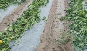 Лошото време е унищожило над 80% от реколтата в Пловдивско