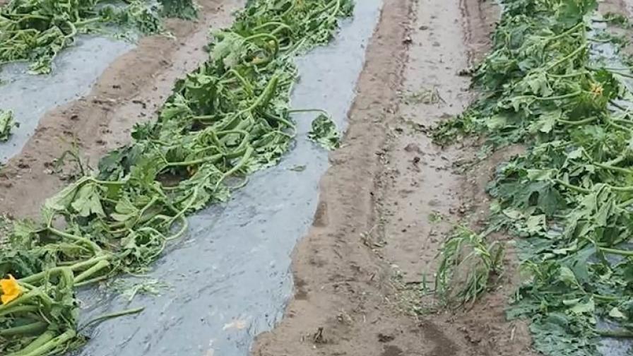 Лошото време е унищожило над 80% от реколтата в Пловдивско