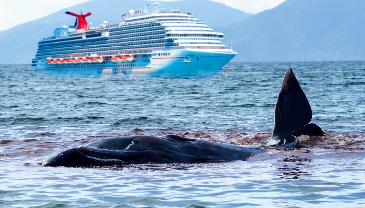 кит круизен кораб - Застрашен вид кит се заклещи на носа на круизен кораб, 13-метровият бозайник е мъртъв!