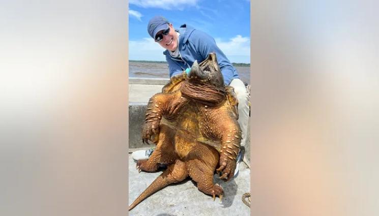 костенурка - ВМЕСТО ЗЛАТНА РИБКА: Рибар хвана праисторическа костенурка