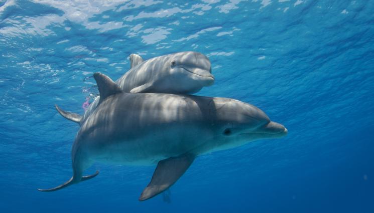 делфини - УДИВИТЕЛНА ГЛЕДКА: Супергрупа от 1500 делфина бяха заснети край Калифорния! (ВИДЕО)