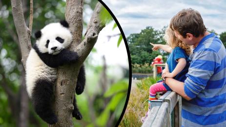 ЦАРЕ НА ФАЛШИФИКАТА: Зоопарк пробутва панди менте, боядисвали кученца в черно и бяло! (ВИДЕО)