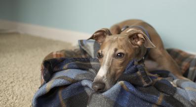 Италиански грейхаунд