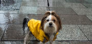Как да изведем навън куче, което мрази дъжда?