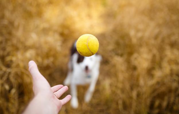 куче тенис топка