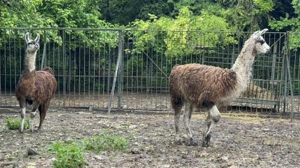 Симпатични гости“ от зоопарка в Стара Загора пристигнаха в плевенския
