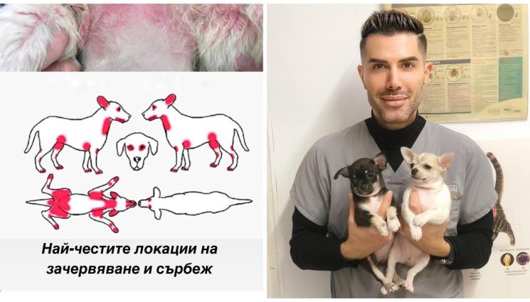 животни - Алергии при кучетата