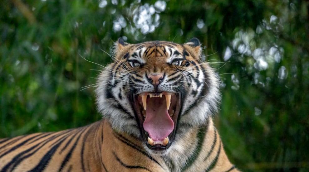 Индонезиец загина от нападение на тигър