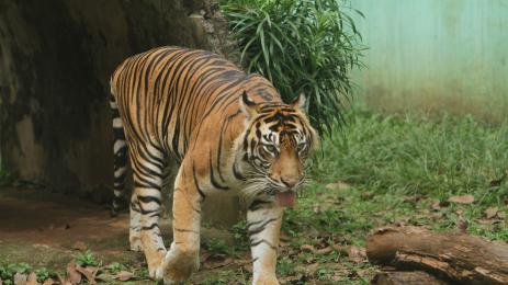 Тигър нападана мъж в Индонезия