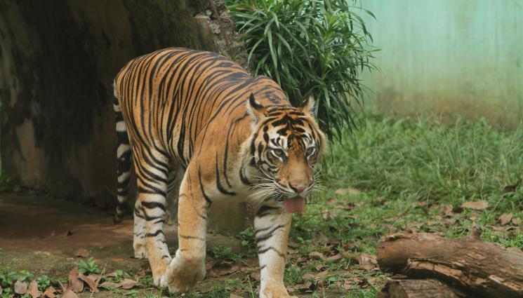 тигър - ТОТАЛНО ИЗТРЕБЛЕНИЕ: Десетки тигри умряха от птичи грип в зоопарк!