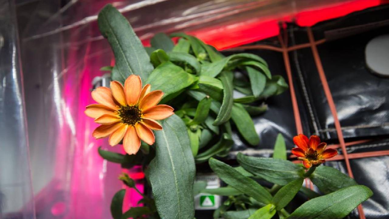 Първото цвете цъфнало в Космоса