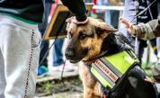 Запознайте се с Лед: Кучето, което спасява човешки животи