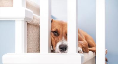 куче само вкъщи