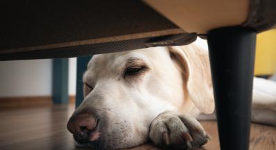 куче само вкъщи