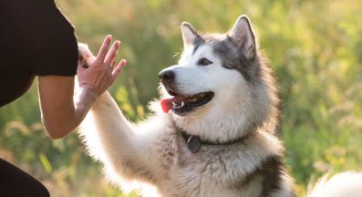 куче човек разходка