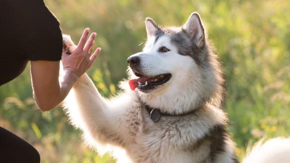 Как да изградите страхотна връзка с кучето си