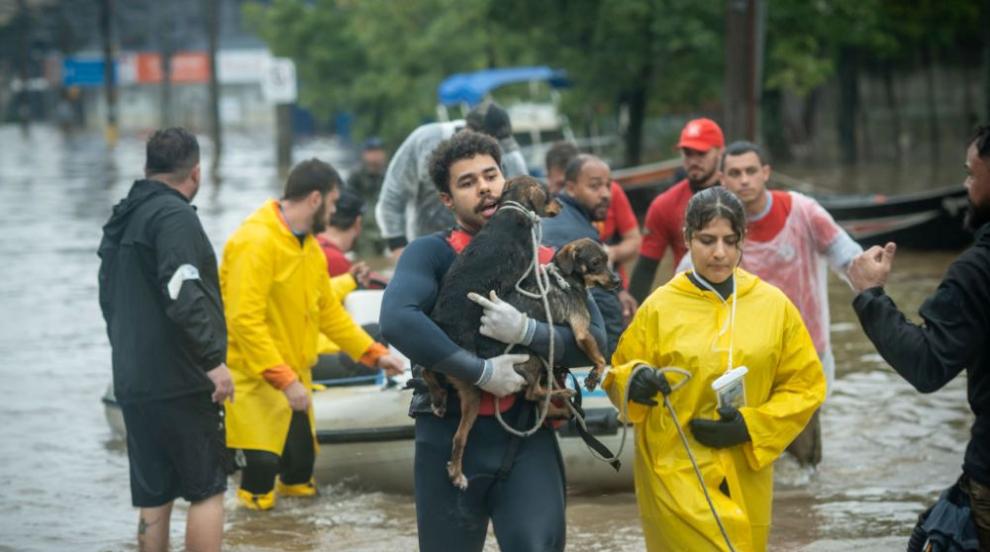 Трогателна гледка: Доброволци спасиха над 10 000 животни от наводненията в Бразилия (СНИМКИ)