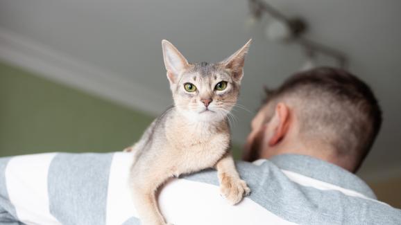 Защо някои котки „кацат“ на рамото на стопаните си