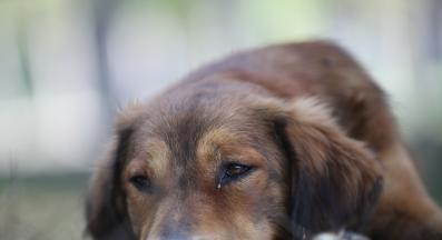 куче самотно