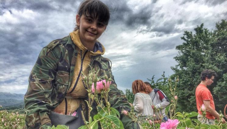 роза - Агро Телеграф: Чакаме отлична реколта от роза дамасцена