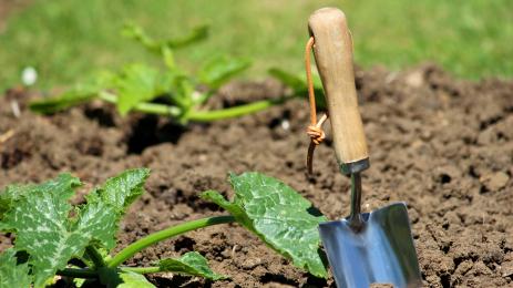 градина засаждане