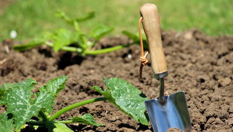 градина засаждане - Агро Телеграф: Оставете мъжките цветове на тиквичките